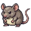 Giant Rat